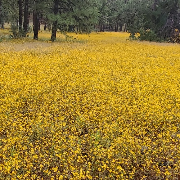 Meet your Posher, Kayla - Picture 1 of 1